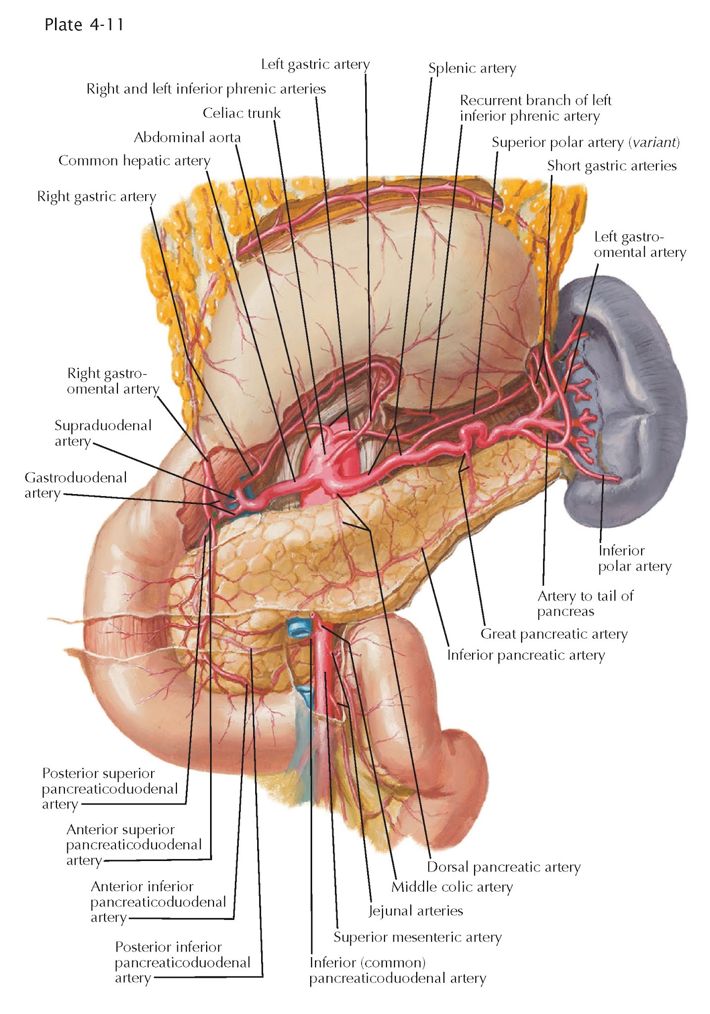 BLOOD SUPPLY OF STOMACH AND DUODENUM Pediagenosis